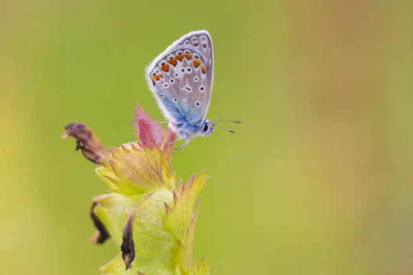 Papillon bleu commun, Polyommatus icarus, au repos — Photo