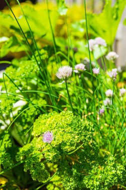 Sebze ve otlar ile Ahşap tasarım potager mutfak masası
