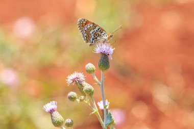 knapweed fritillary, Melitaea phoebe, kelebek dinlenme ve anket