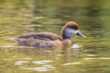Kadın kırmızı Tepeli patka (Netta rufina) su kuşları, düşük noktası o