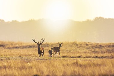 Çiftleşme ve sunse sırasında kükreyen Kızıl geyik cervus elaphus sürüsü