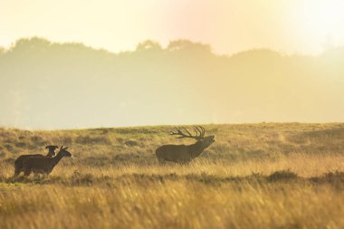Çiftleşme ve sunse sırasında kükreyen Kızıl geyik cervus elaphus sürüsü