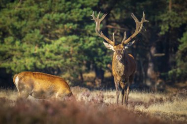 Erkek Kızıl geyik, azgın sezonunda cervus elaphus