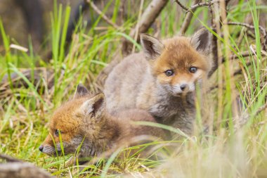 Vahşi bebek kırmızı tilki yavrusu vulpes vulpes