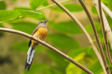beyaz-rumped shama Copsychus malabaricus kadın 