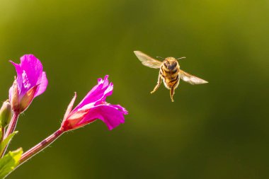 Bal arısı Apis mellifera tozlaşma pembe büyük tüylü söğüt