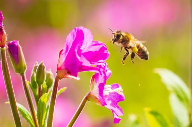 Bal arısı Apis mellifera tozlaşma pembe büyük tüylü söğüt