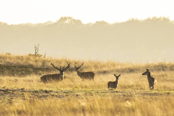 Stado jelenie cervus Michigan kolein i ryk podczas sunse — Zdjęcie stockowe