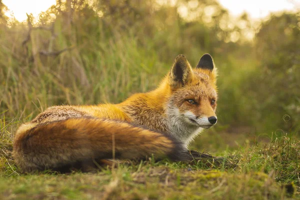 Dziki red fox Vulpes Vulpes wieczorem zachód słońca — Zdjęcie stockowe