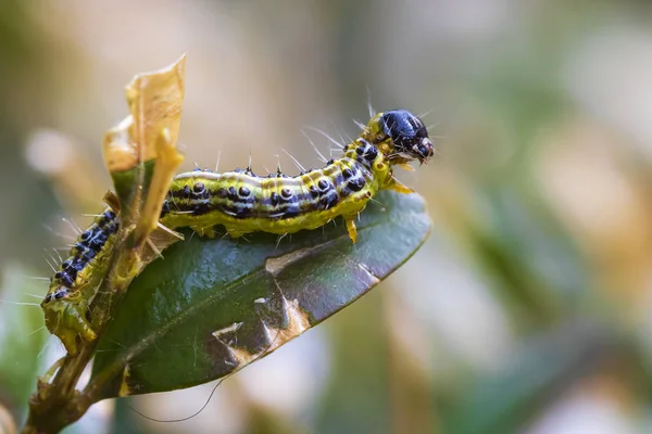 Falena di albero della scatola, Cydalima perspectalis — Foto Stock