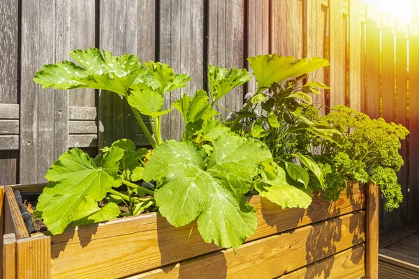 Wooden design potager kitchen table with vegetables and herbs in