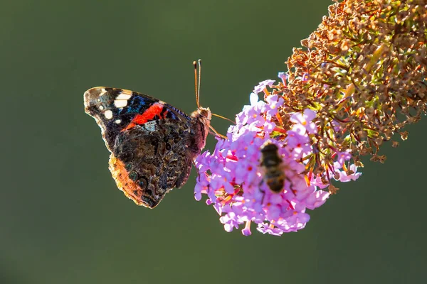 Red Admiral butterfly, Vanessa atalanta, feeding nectar from a p