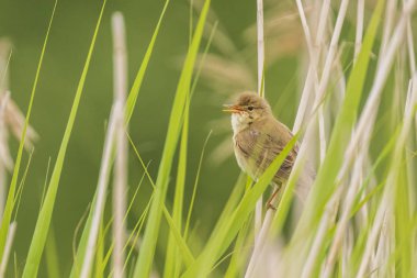 Bataklık ötleğeni Acrocephalus palustris şarkı kuş