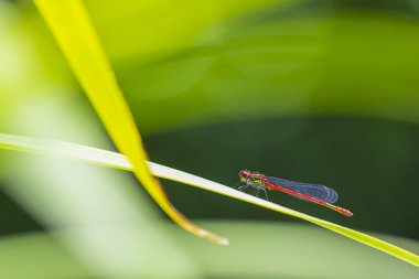 Büyük bir kırmızı damselfly Pyrrhosoma nymphula detay closeup
