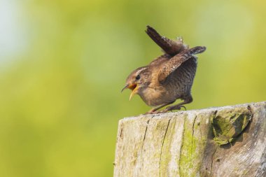 Bayağı çit kuşu (Troglodytes troglodytes) ekran, şarkı bir