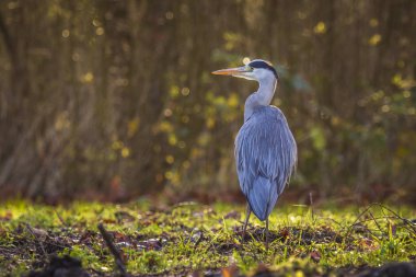 Büyük mavi ot Ardea herodias bir ormanda yürüyor