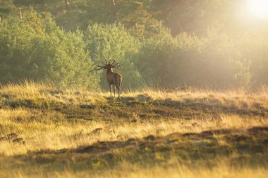Erkek Kızıl geyik geyik cervus elaphus, günbatımı sırasında çiftleşme