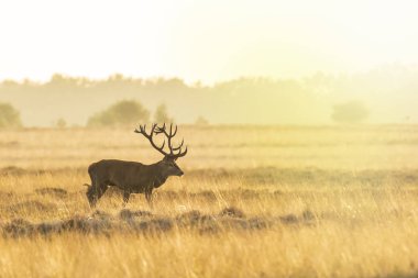 Erkek Kızıl geyik geyik cervus elaphus, günbatımı sırasında çiftleşme