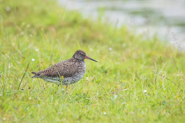 Cantarilho-vermelho-comum (tringa totanus) em terras agrícolas — Fotografia de Stock