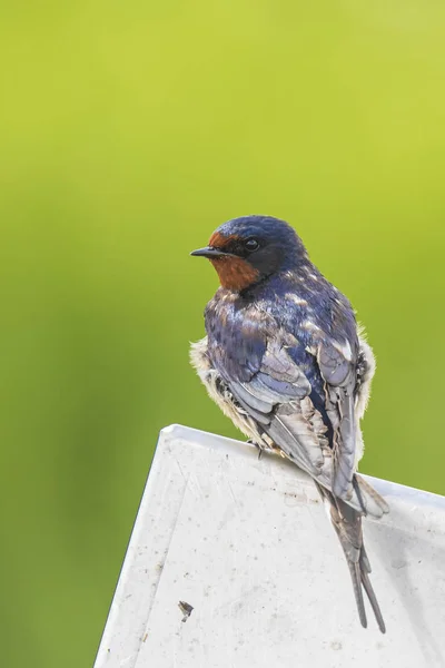 Scheune Schwalbe hirundo rustica Ruhe Nahaufnahme — Stockfoto