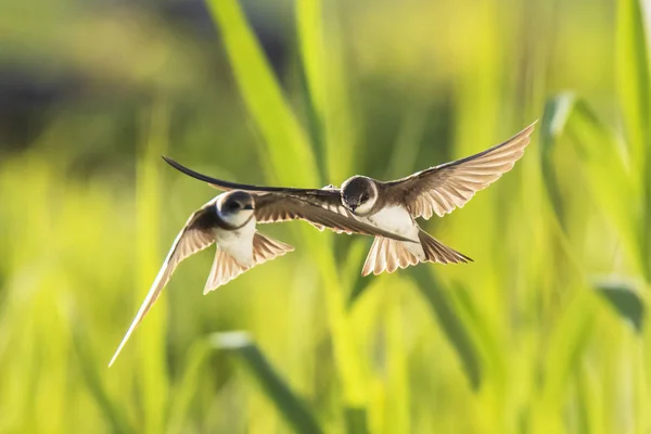 Sand martin, bank swallow Riparia riparia in flight nesting