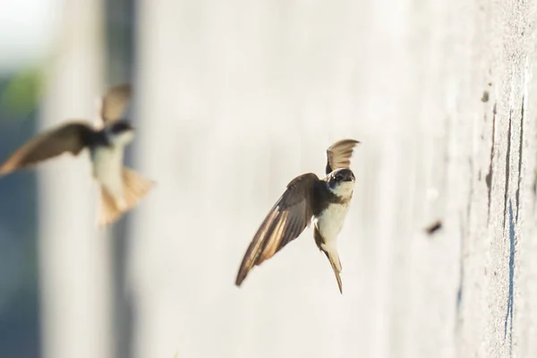 Sand Martin, rondine di banca Riparia riparia in volo nidificazione — Foto Stock