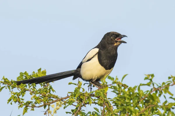 Avrasya saksağan veya ortak saksağan Pica pica pica bir ağaca tünemiş