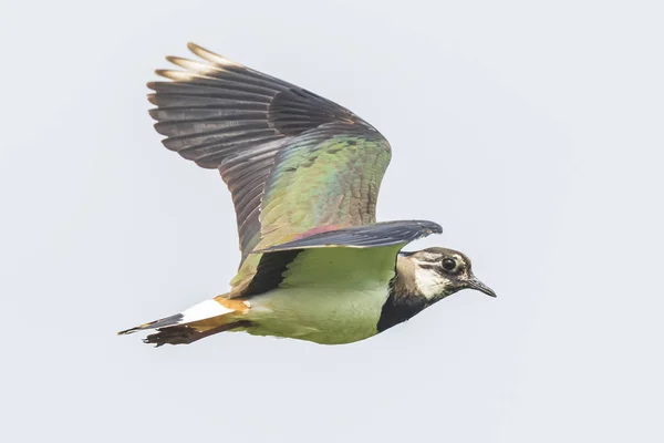 Detailní záběr na ptáka v letu, Čejka chocholatá, Vanellus vanellus — Stock fotografie