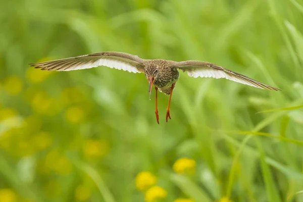 Chevalier roux tringa totanus wader oiseau en vol — Photo