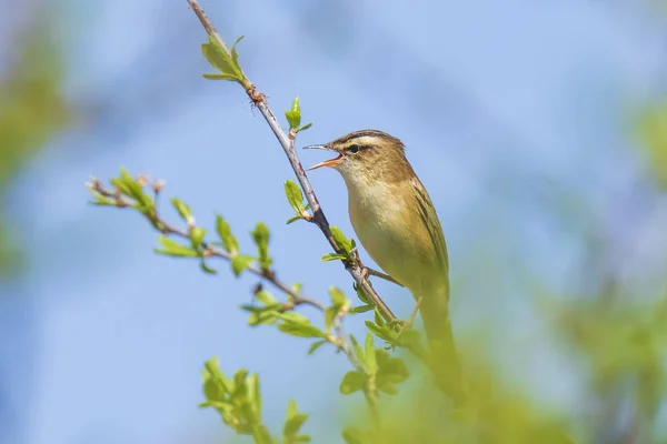 Eurasiska reed warbler Acrocephalus scirpaceus fågel som sjunger i re — Stockfoto