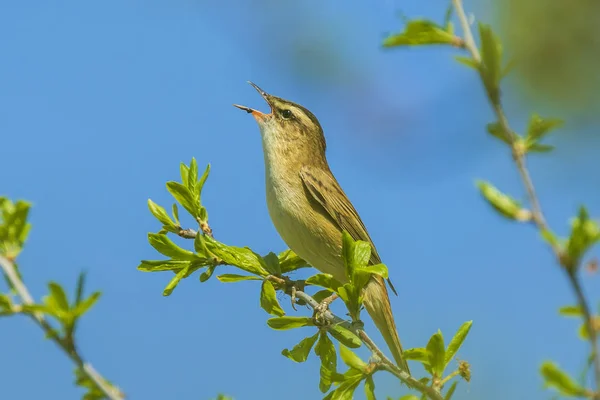 Carex skogssångare, Acrocephalus schoenobaenus, sång — Stockfoto