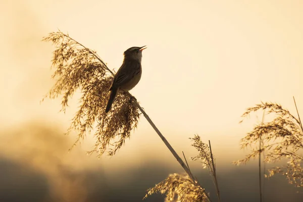 Eurasiska reed warbler Acrocephalus scirpaceus fågel som sjunger i re — Stockfoto