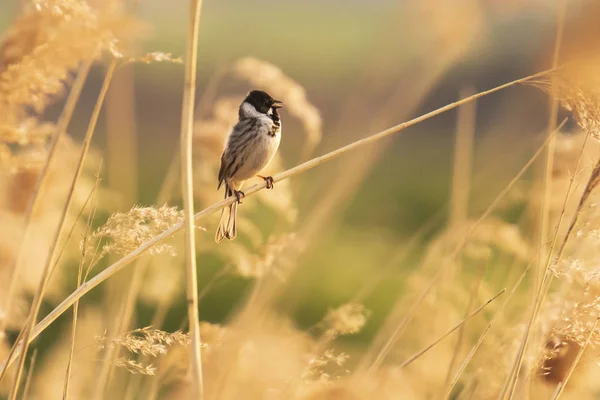 Zingende vogel in het riet tijdens zonsondergang — Stockfoto