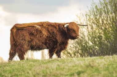 Yayla sığır, İskoç sığır Bos Toros büyük uzun ile doğurmak. 