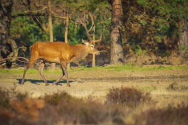 Erkek Kızıl geyik, azgın sezonunda cervus elaphus
