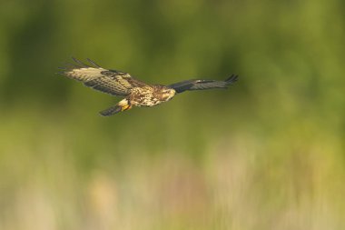 Bayağı Şahin, Buteo buteo yırtıcı kuş, uçuş, d dokunmadan