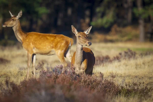 Kadın Kızıl geyik doe veya hind, Cervus elaphus — Stok fotoğraf