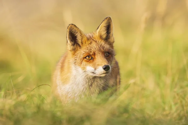 Wild red fox Vulpes Vulpes scavenging in a green meadow — Stock Photo, Image