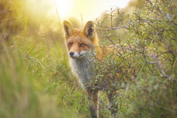 Vadon élő vörös róka (Vulpes vulpes) esti naplemente — Stock Fotó
