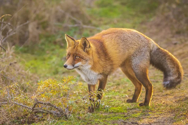 野生红狐狸在绿色的草地上清理 — 图库照片