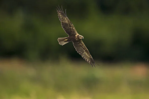 Harrier del pantano occidental, circo aeruginosus, caza — Foto de Stock