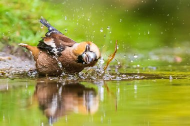 Isliç bir hawfinch yakın çekim, Coccothraustes coccothraustes yıkama
