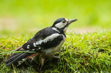 Büyük bir benekli ağaçkakan closeup (Dendrocopos majör) perche