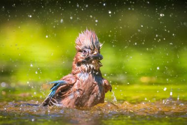 Isliç Avrasya jay kuş Garrulus glandarius yıkama Closeup, 