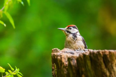 Büyük bir benekli ağaçkakan closeup (Dendrocopos majör) perche