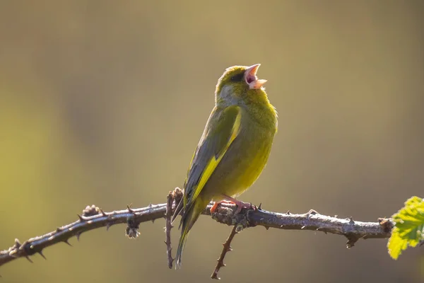 Greenfinch Chloris chloris ptaków śpiewających — Zdjęcie stockowe