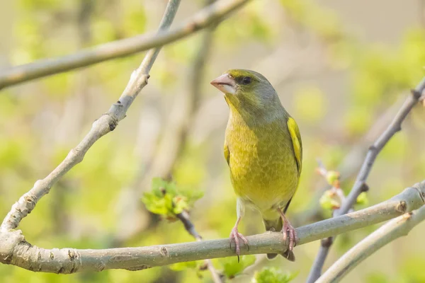 Grünfinkenmännchen Chloris chloris Vogelgesang — Stockfoto