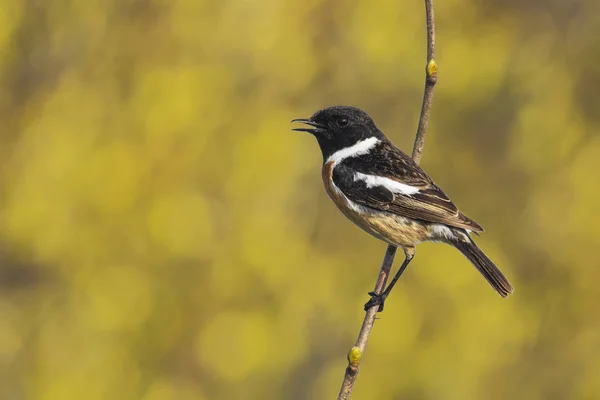 Stonechat męski ptak, Saxicola rubicola, perching — Zdjęcie stockowe