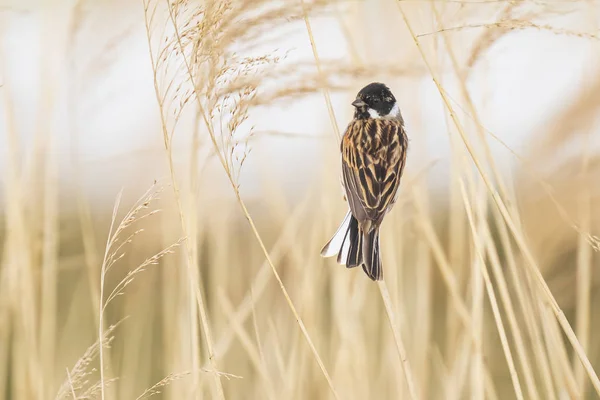 Sjungande fågel i vassen på en blåsig dag — Stockfoto