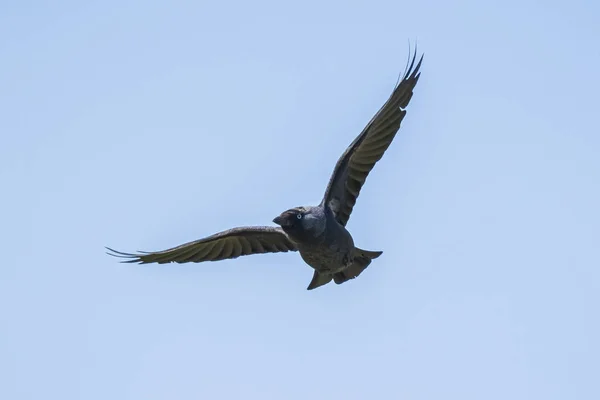 Westliche Dohle Vogel coloeus monedula im Flug — Stockfoto